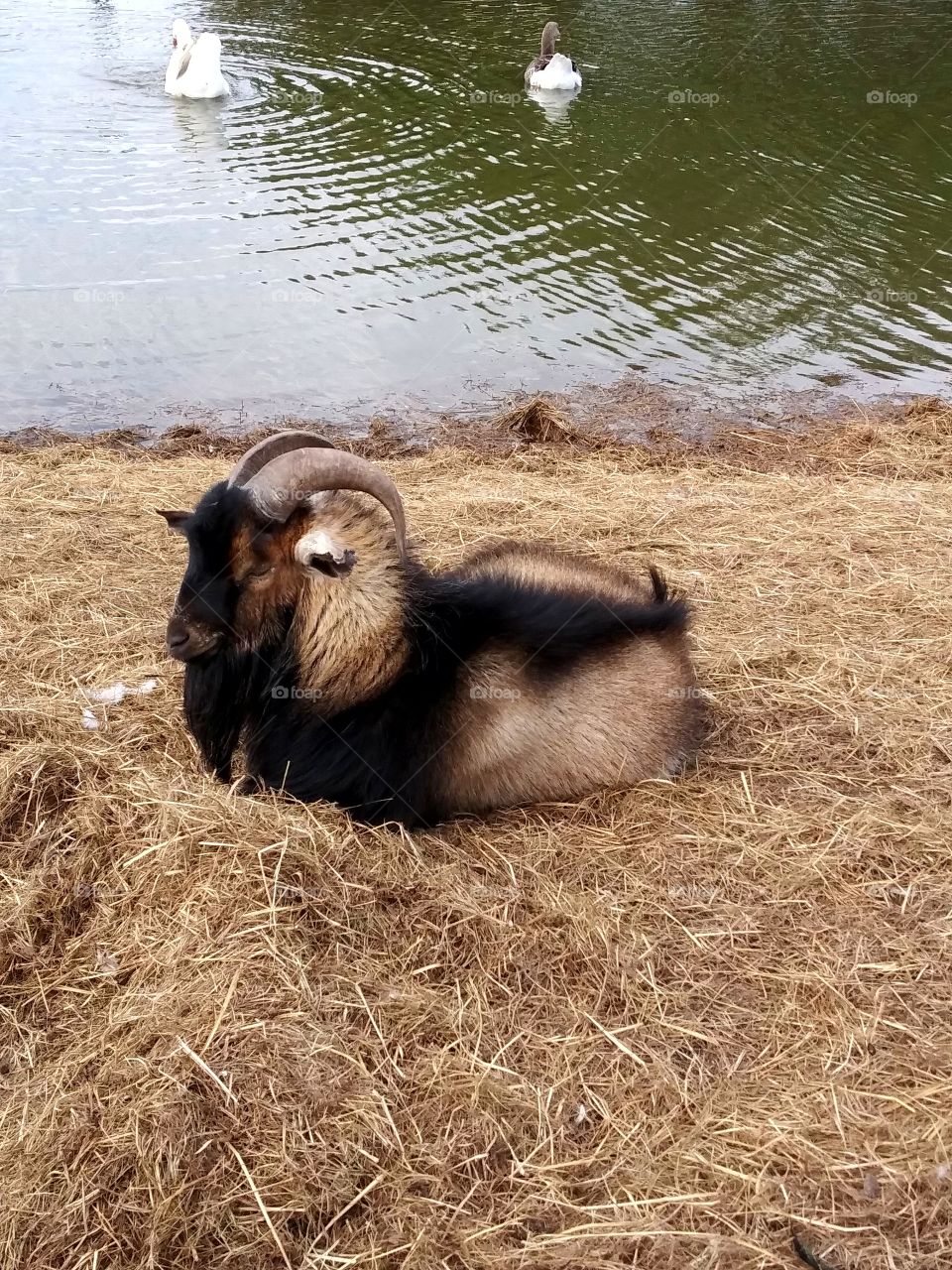 billy goat