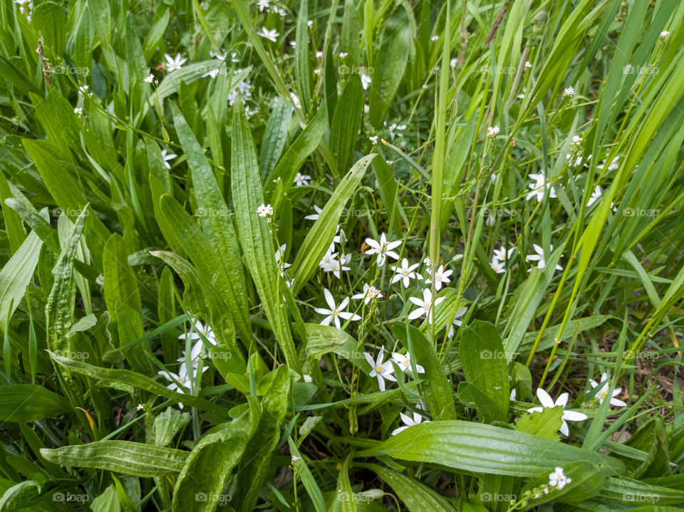 White spring flowers in the grass on the field.