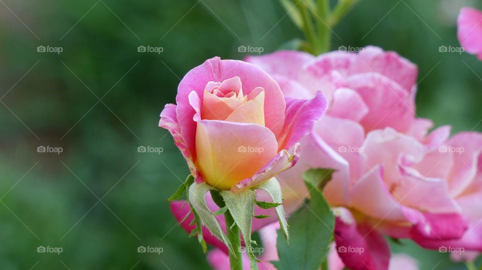beautiful delicate pink yellow rose bloom