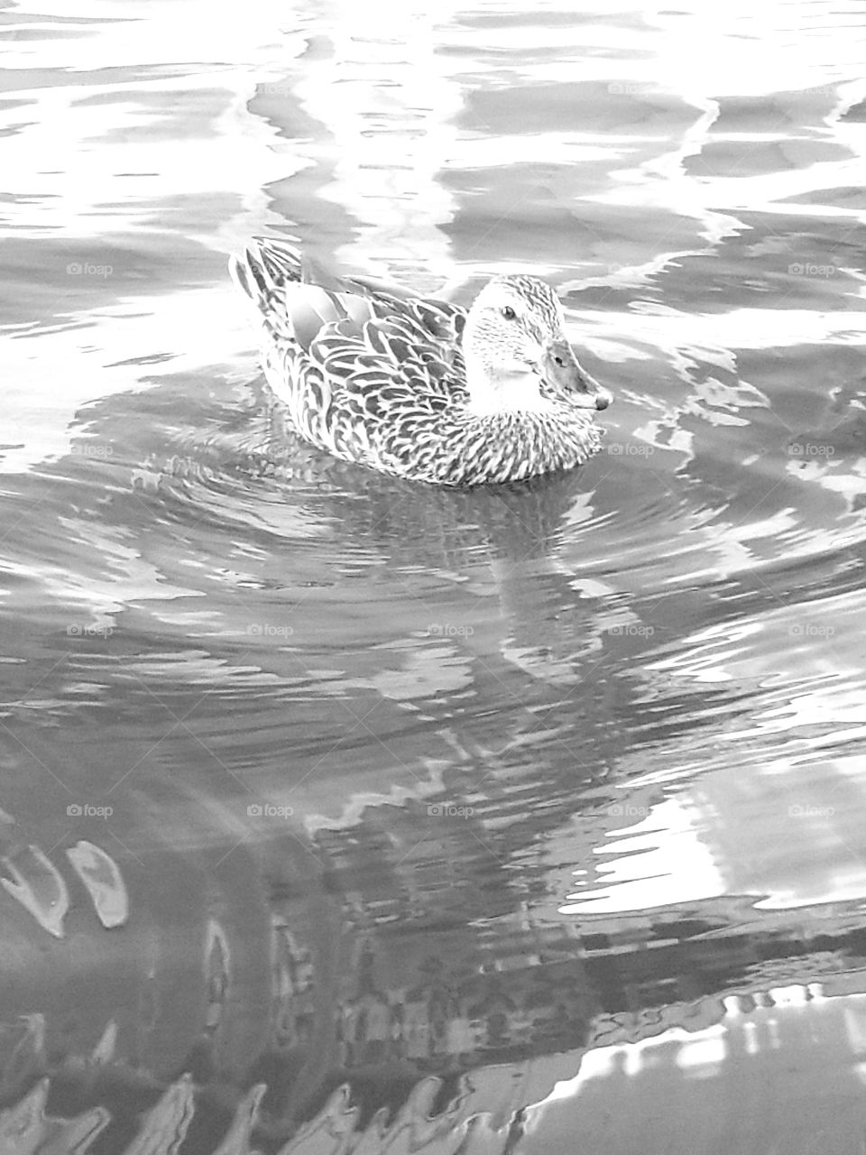 duck water swimming black white