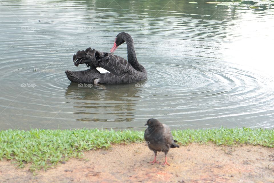 swan on a lake