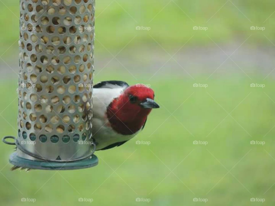 Red head. Red-headed woodpecker eating peanuts