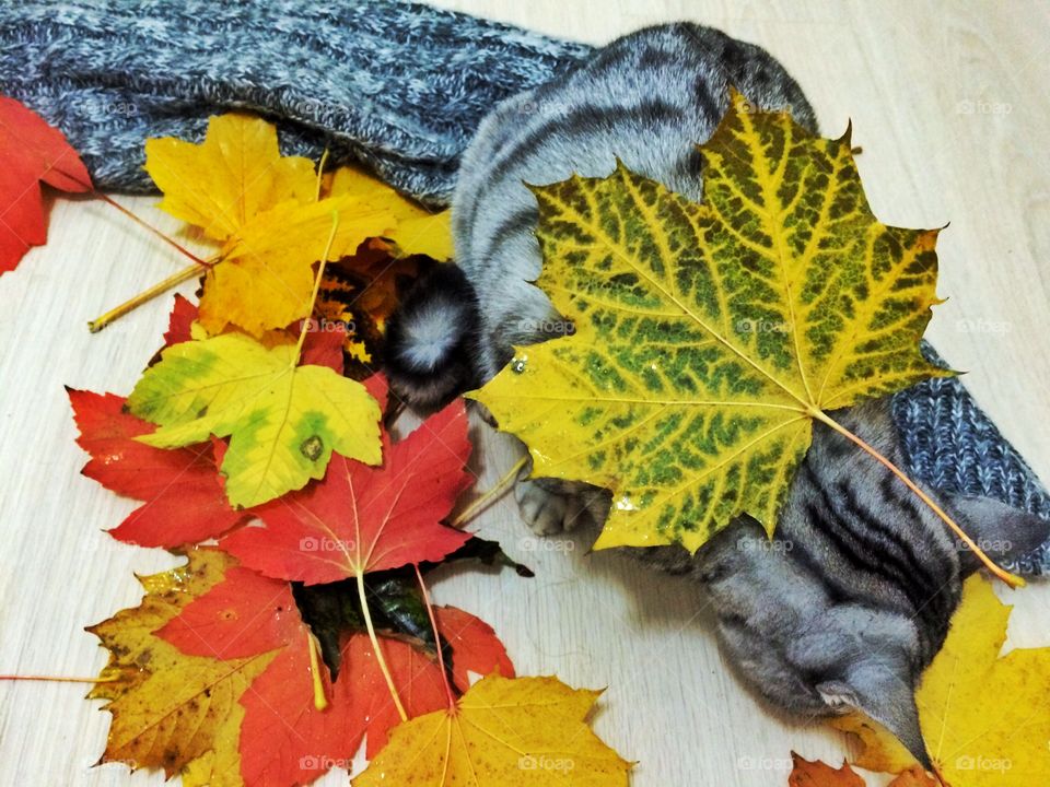 Cat playing with fall leaves