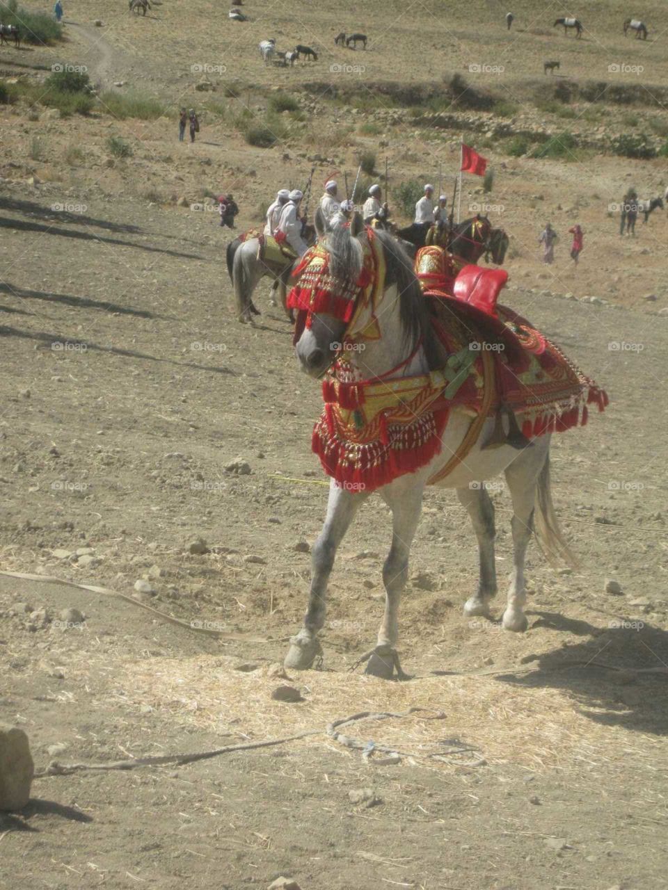 Good moroccan horse