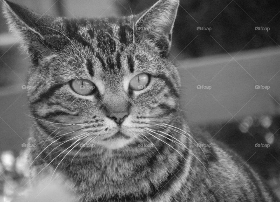 A cat calmly waiting