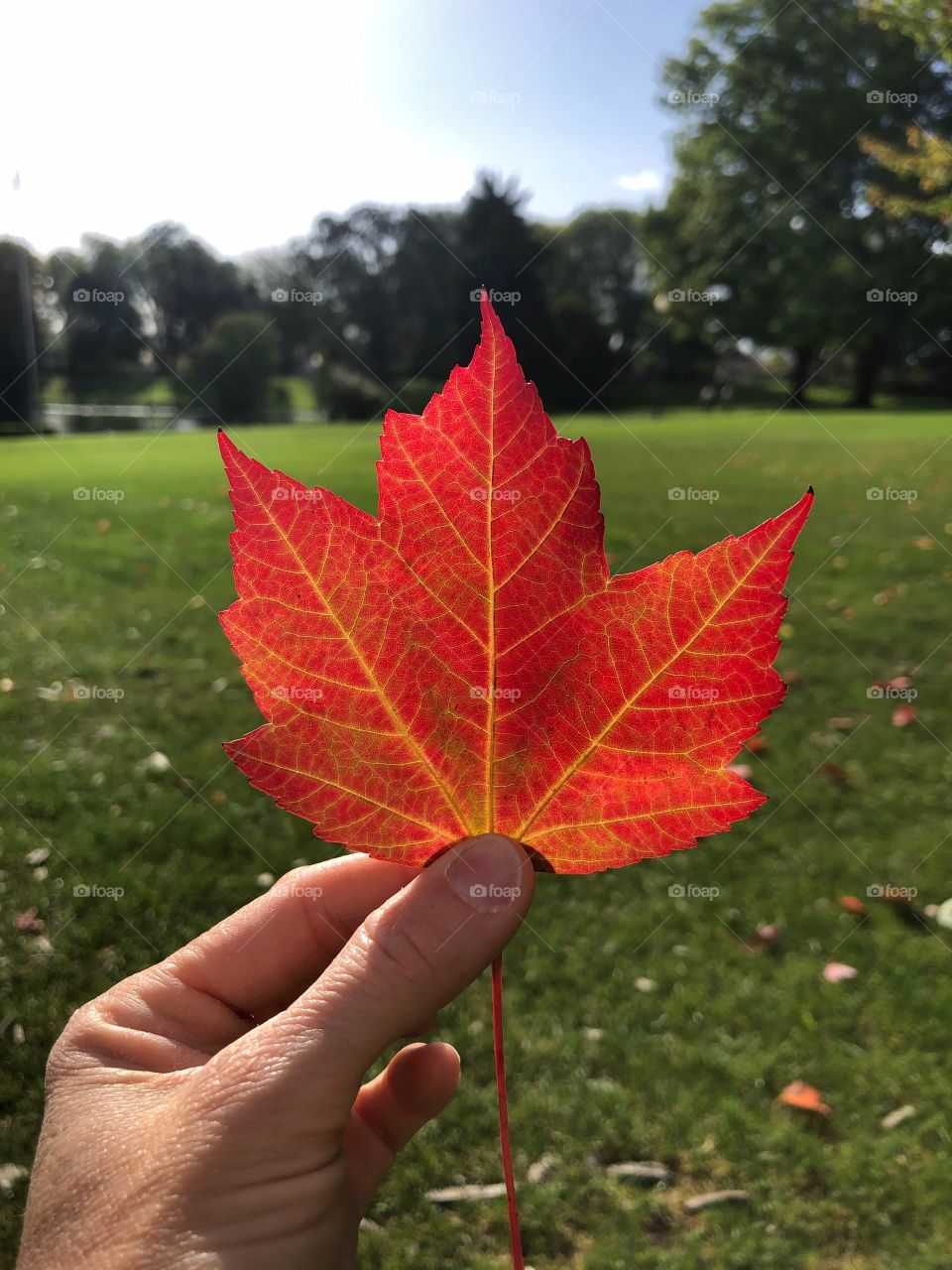 Hand holding a red leaf in front of a green nature background