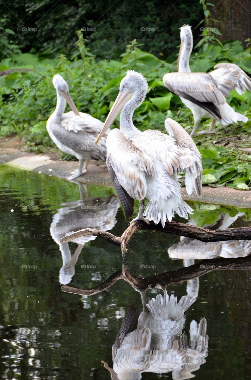 Three pelicans near a water at the zoo of Antwerp.