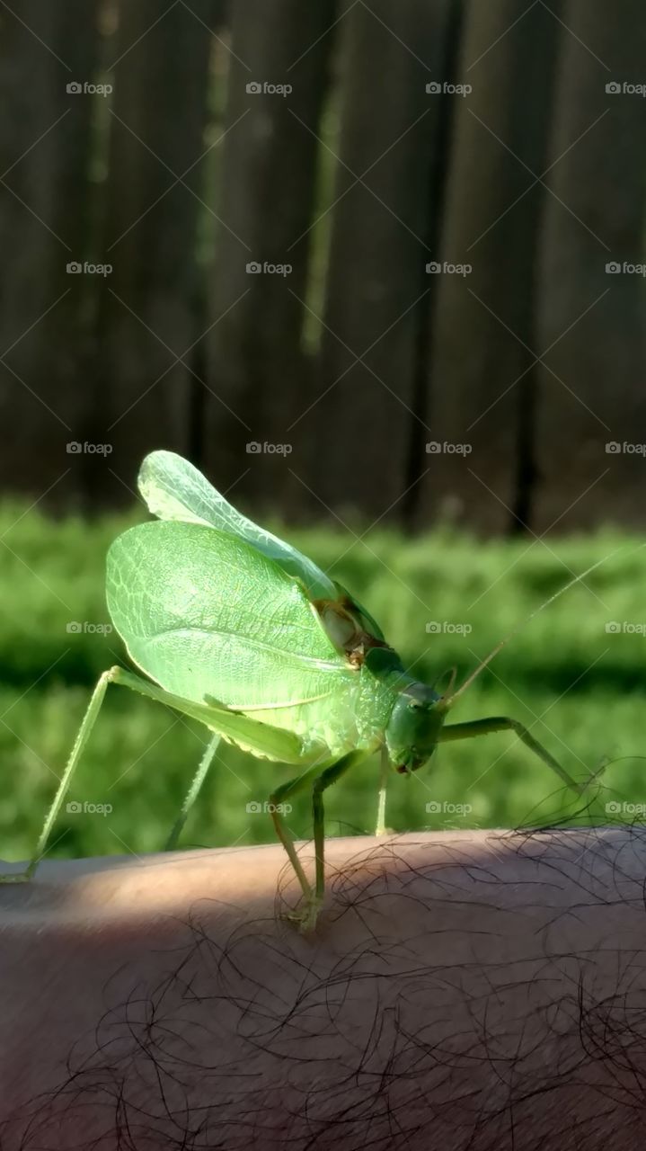 cicada