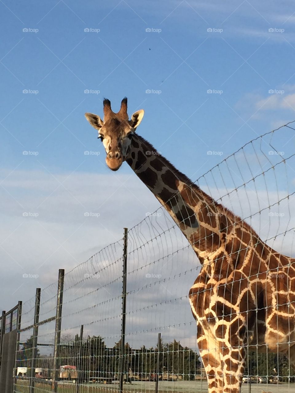 Giraffe at safari