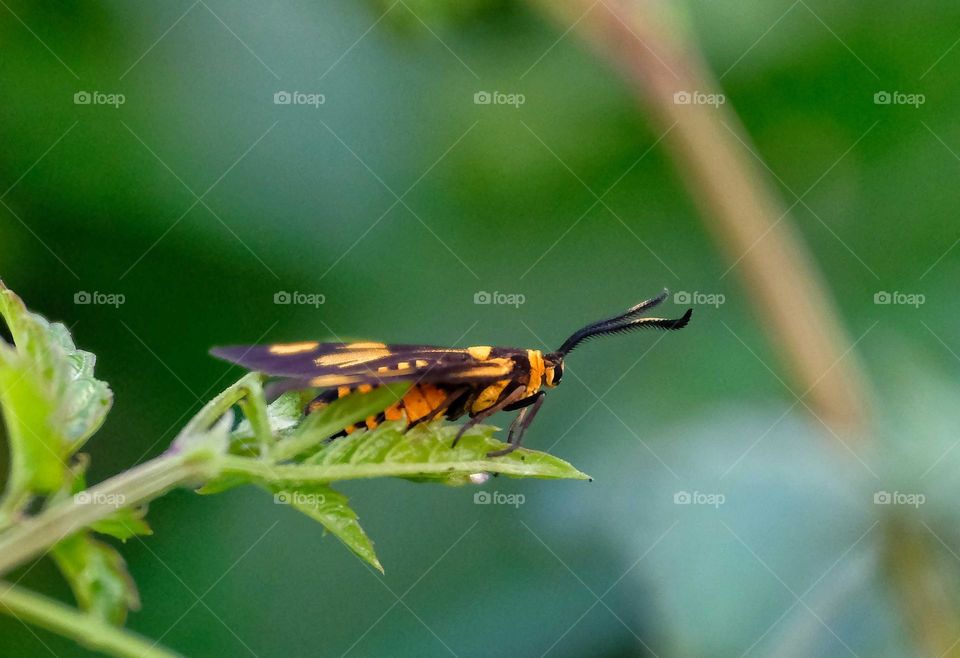 Amata hubneri flying moth
