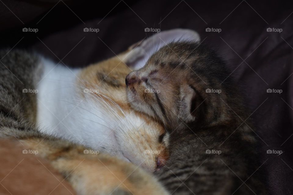 mother cat and kitten