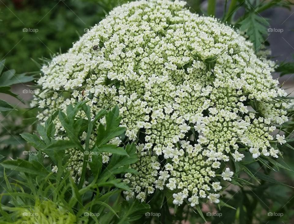 The magic hands of nature