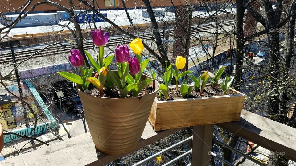 the tulips on  the 4th floor balcony
