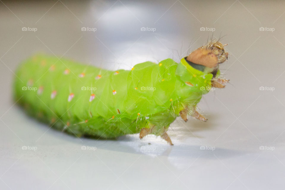 green caterpillar