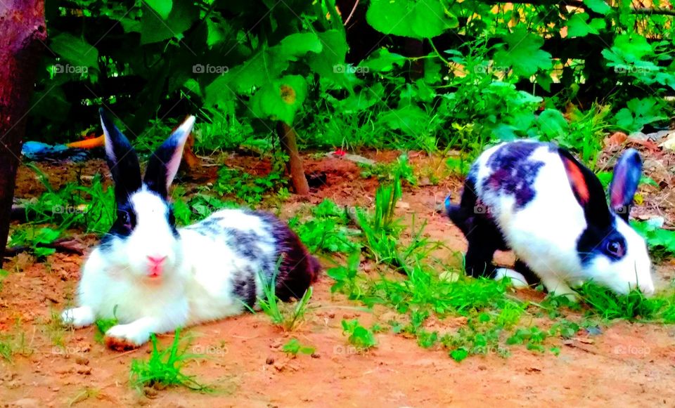 Rabbits and the greens