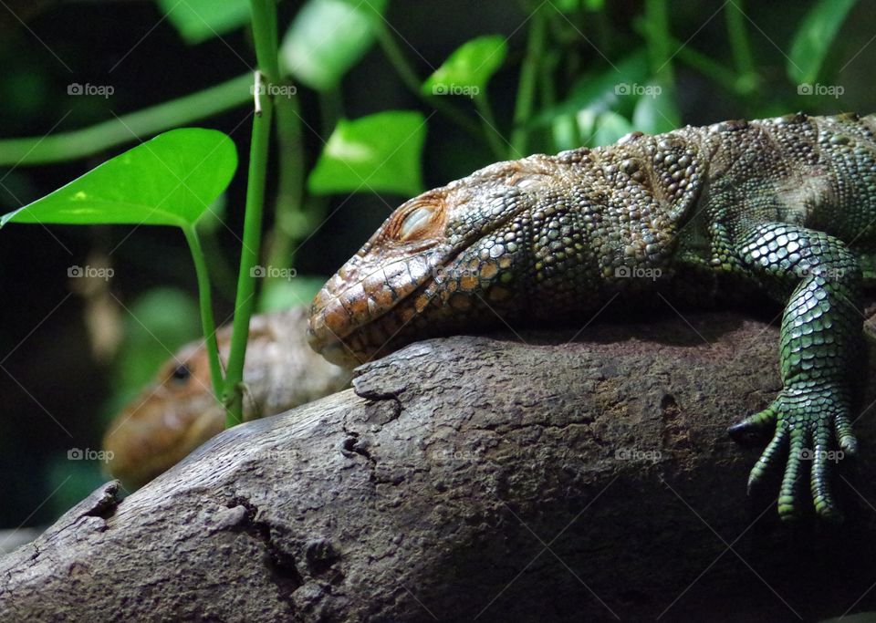 Two Sleeping Dragons