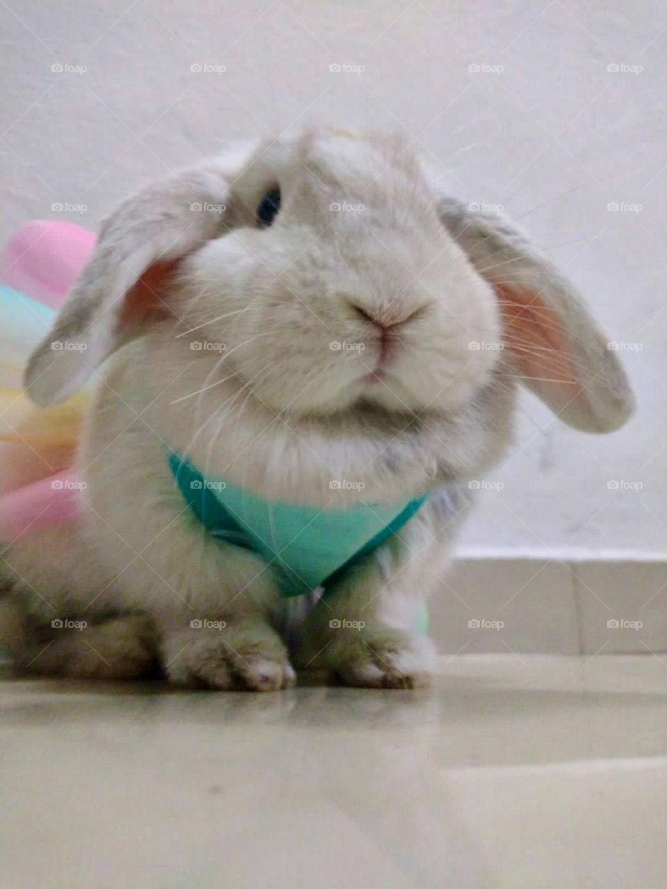 Lady bunny 