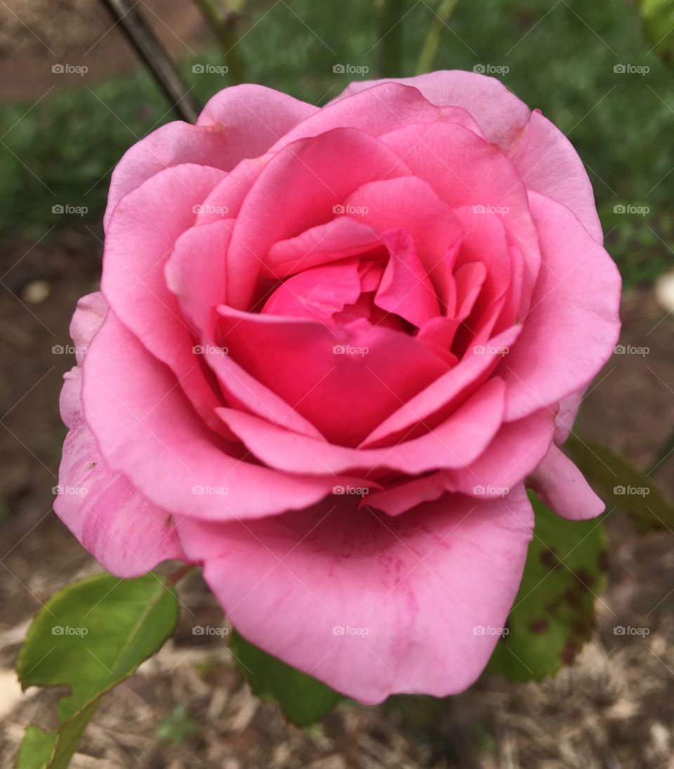 🌹 🇺🇸 Very beautiful flowers to brighten our day.  Live nature and its beauty. Did you like the delicate petals? / 🇧🇷 Flores muito bonitas para alegrar nosso dia. Viva a natureza e sua beleza. Gostaram das pétalas delicadas? 