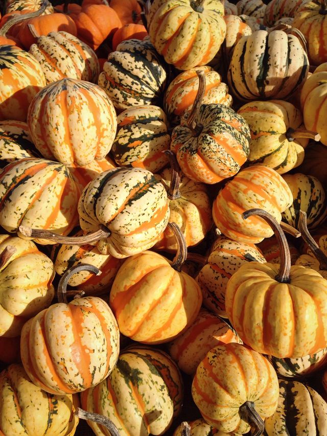 Fall Colors