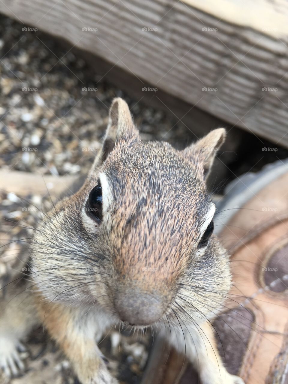 Why hello..... This guy couldn't fit one more seed in those cheeks... Or could he?