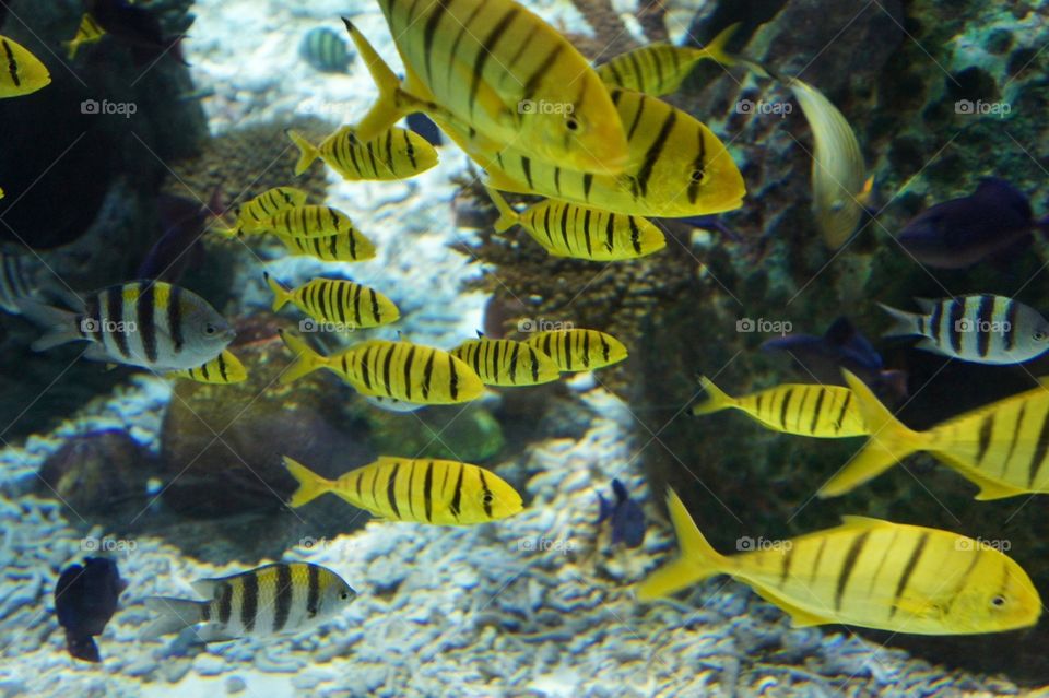 Here fishes . Taken in largest aquarium in the world UAE