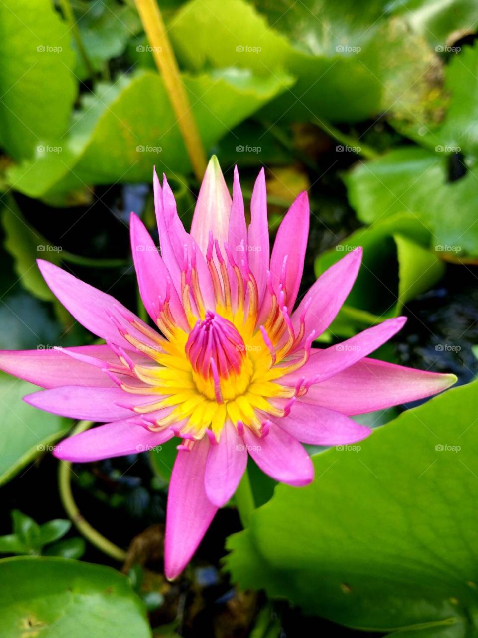 Pink flower in the pond.