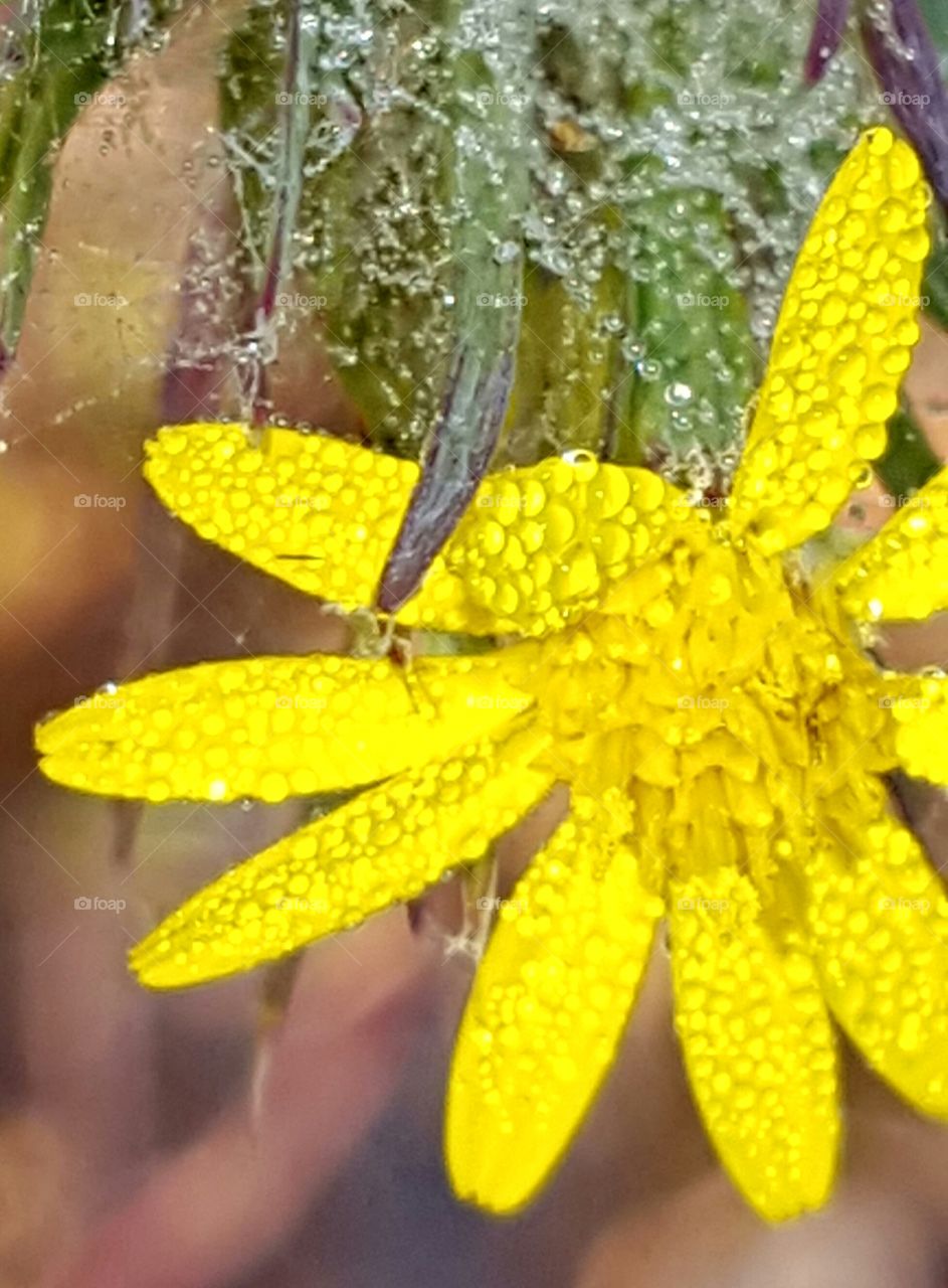 dew on wildflower