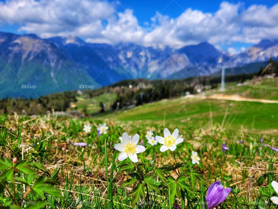 Top view of white blooming flowers growing at the Alps mountains in spring in Slovenia