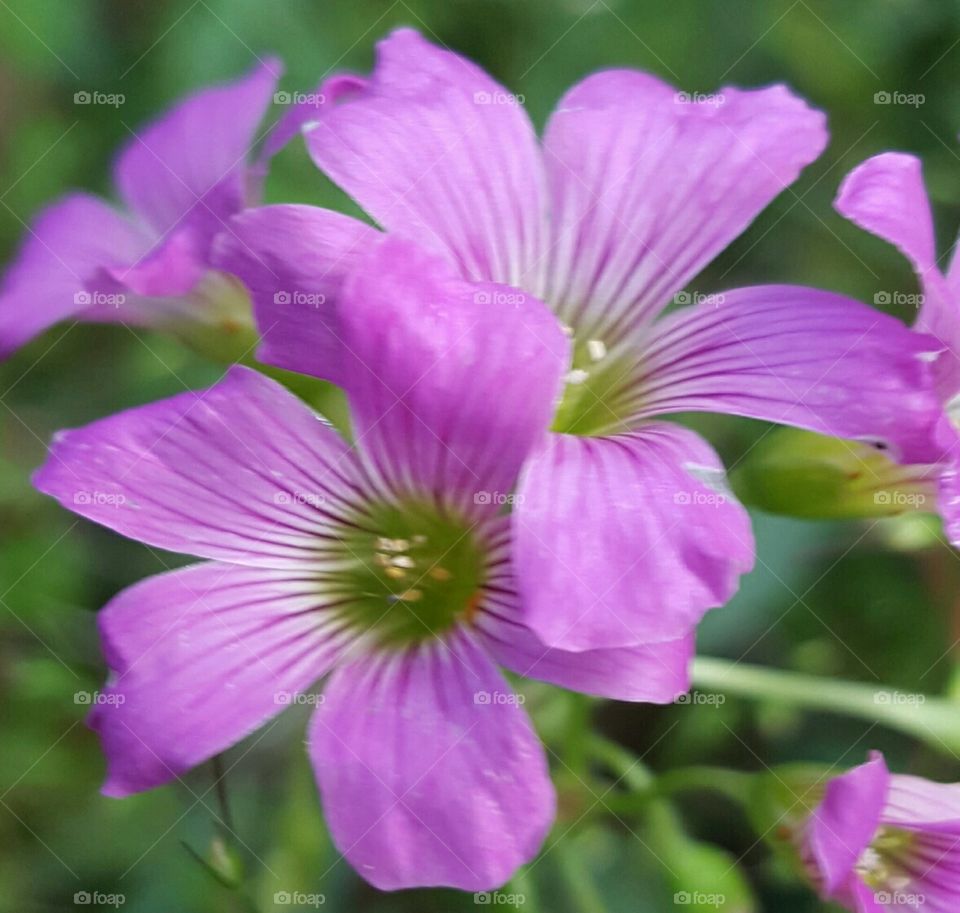 tiny purple flowers