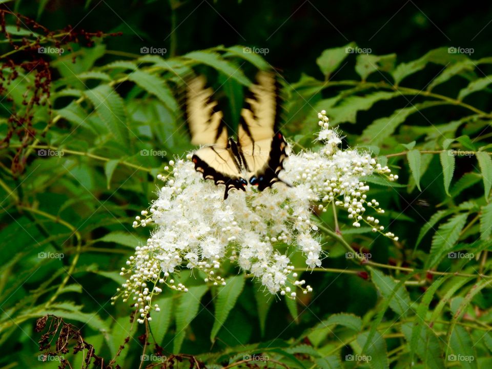 Butterfly lands on a beautiful white plant