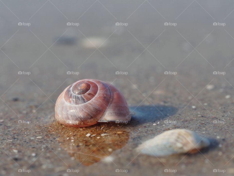 Snailshell on beach