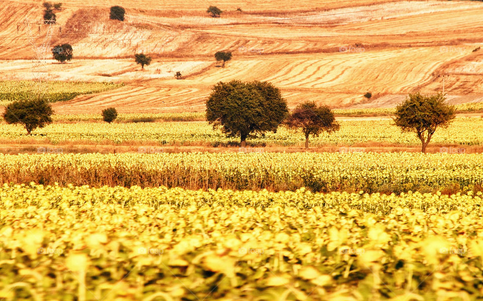 italy field yellow tree by kuzeytac