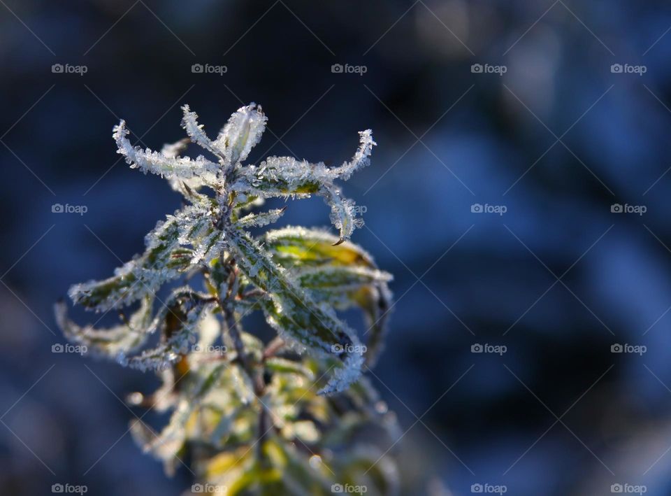 plants and flowers frozen outside in the garden. icy frost covers the stems and leaves of flowers in the form of micro-icicles.