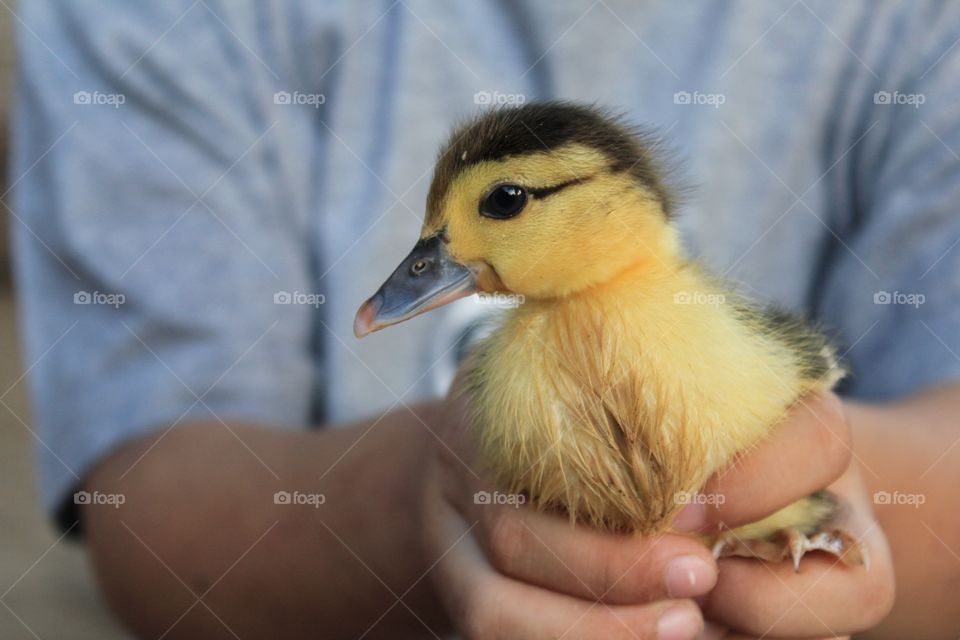 Ducky 