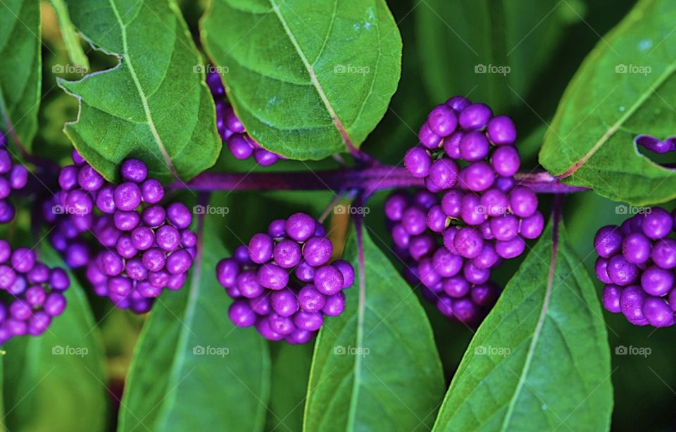 Purple Berries In The Forest, Macro Shot Of Purple Plant, In The Gardens Of Old Westbury, Flora In The Forest, Closeup Of Plants