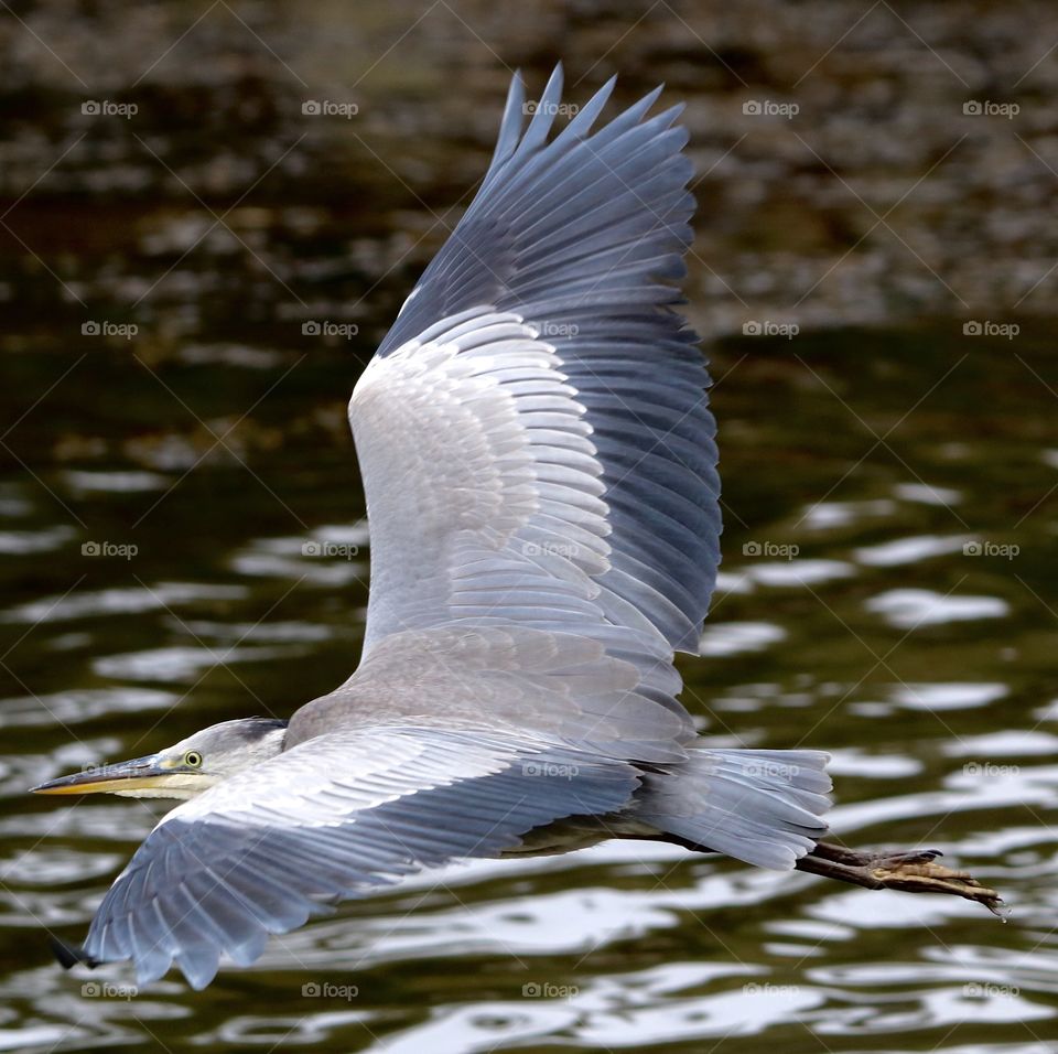 Gray heron in flight :)