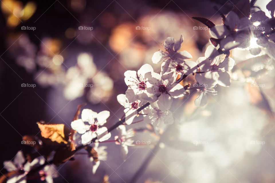 Spring flowers in London