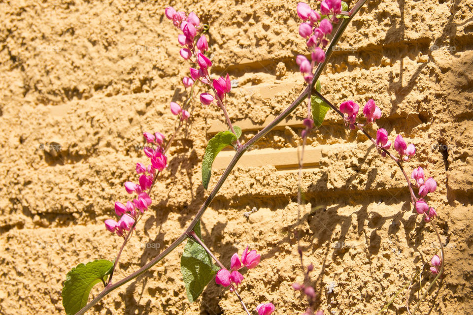 Tiny flowers at the wall