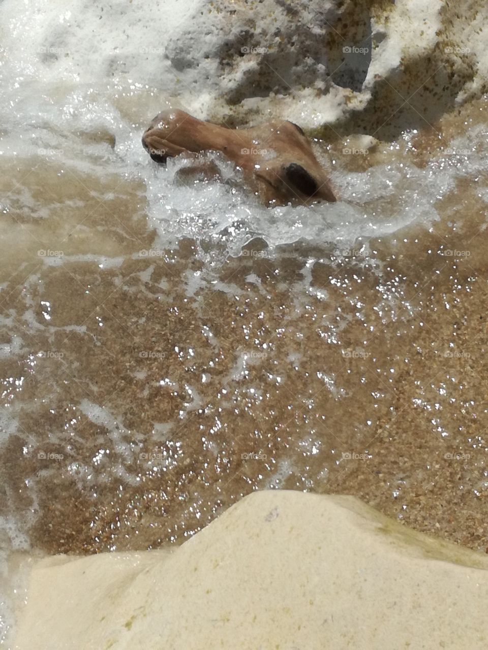 A wooden crocodile that emerges from the sand