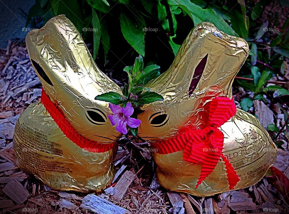 Chocolate bunnies share a kiss.