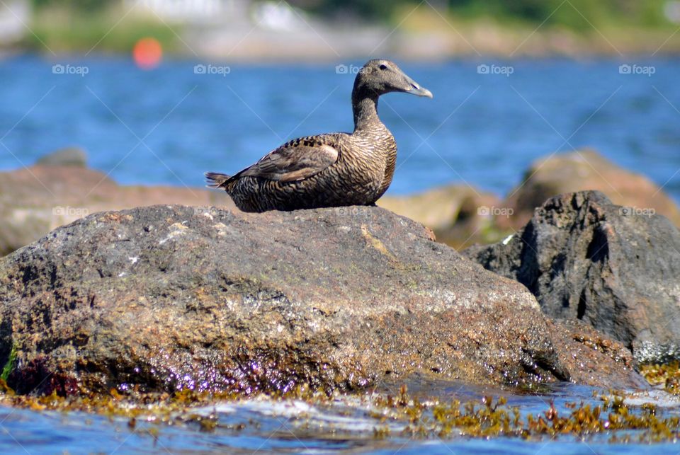 Duck sitting on rock