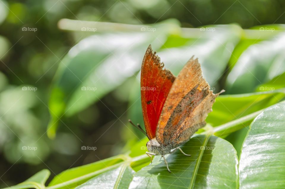 Butterfly On June Plum Tree Leaf