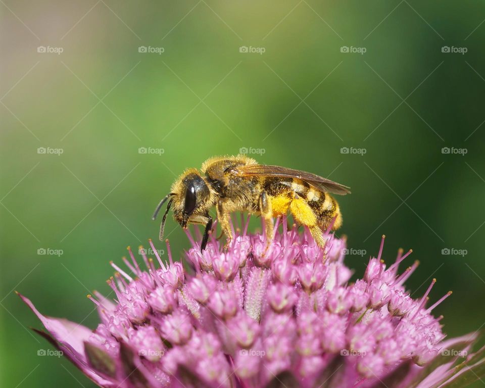 Wildbee searching for nectar