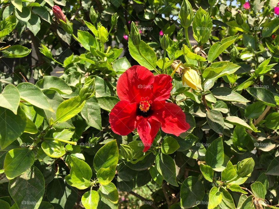 Red flower