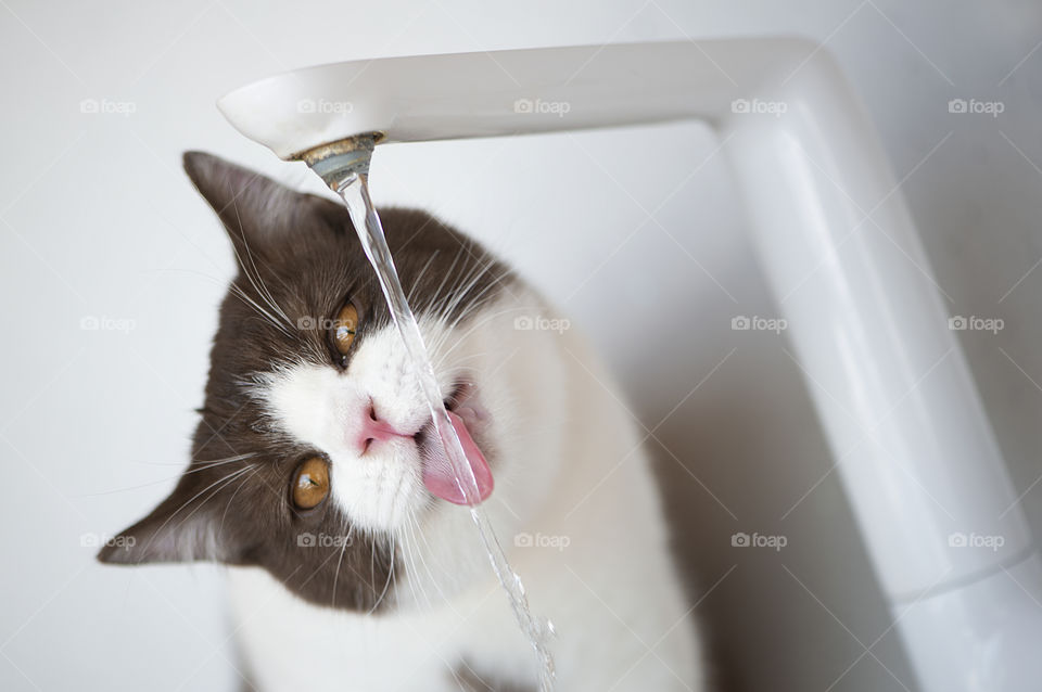 Cat drinking water in bathroom