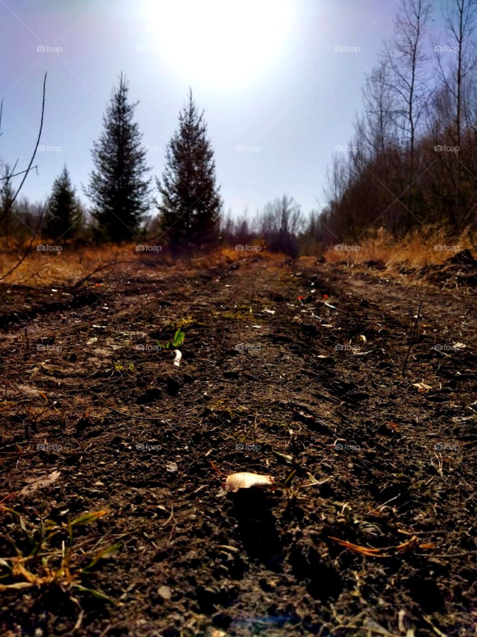 fairy forest, silence, road to the forest, fresh air, relaxation
