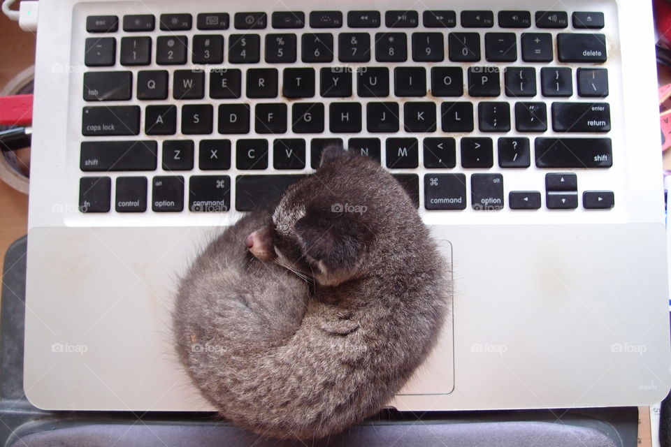 Taking a cat nap on computer