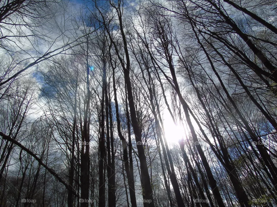 Trees