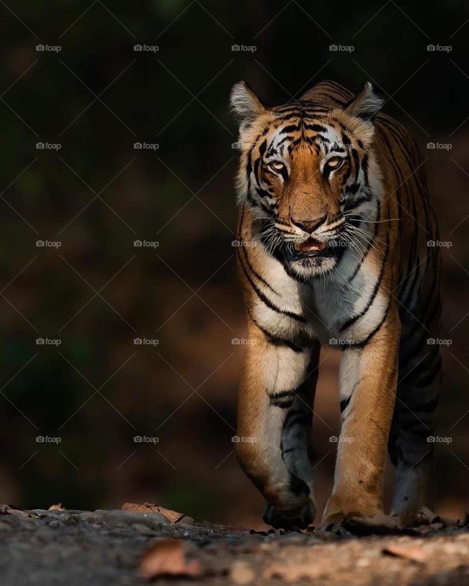 tiger
