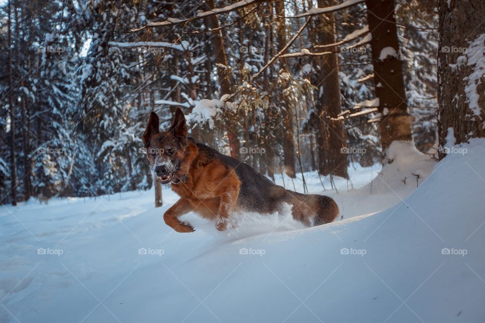 Dogs playing in snow